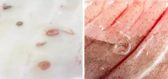 Torskemark i kjøttet hos torsk til venstre og sildemark i makrell til høyre. Torskemarken er større, rødere og mer synlig i fiskekjøttet enn sildemarken.
