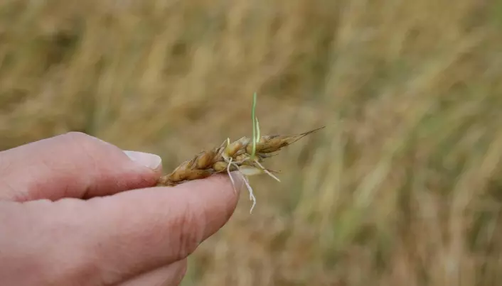 For mye regn før innhøsting kan føre til at kornet begynner å gro i akset. Det bryter ned stivelsen i kornet og bakekvaliteten forringes.