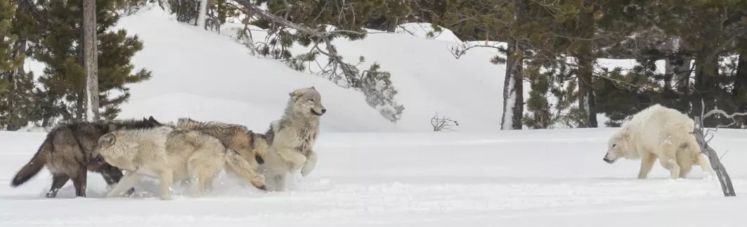 Ulver møtes og hilser på hverandre i Yellowstone nasjonalpark. Rundt en av fire ulver i parken er smittet av parasitten T. Gondii. Disse dyra blir mye oftere flokkledere enn de som ikke er smittet, ifølge ny forskning.