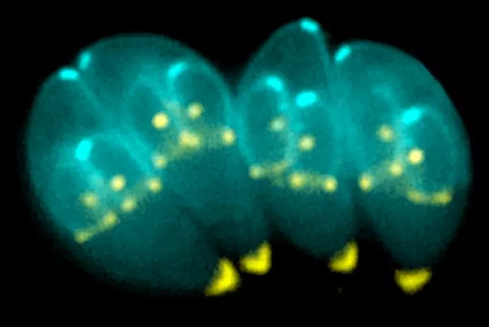 Bildet viser T. gondii-parasitter, i ferd med å dele seg. To datterceller holder på å dannes inne i hver av parasittene.