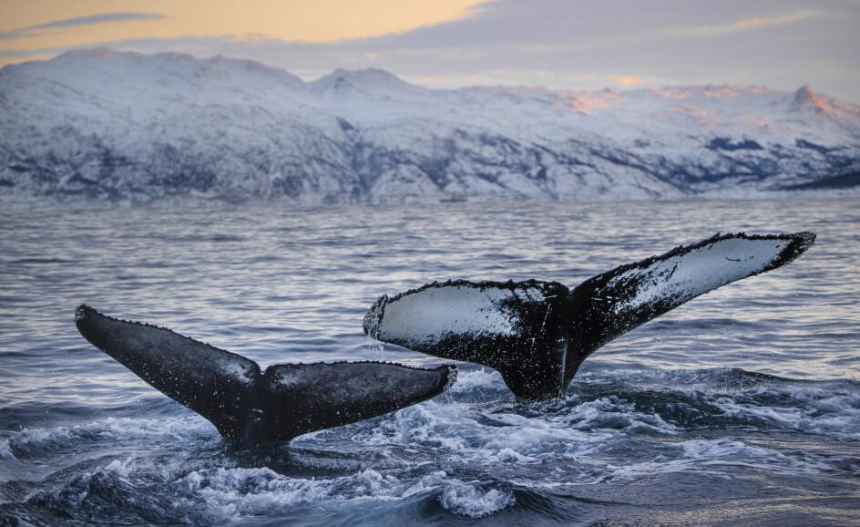 Here you can see the tail finds of the whale Theresia and her calf when they returned to Northern Norway after the long journey to the Caribbean and back.