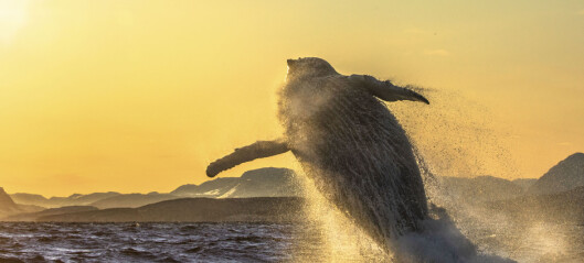 Humpback whales can adjust their swimming speed when running late – even when pregnant