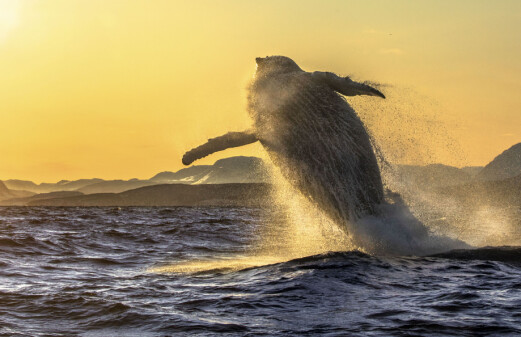 Humpback whales can adjust their swimming speed when running late – even when pregnant