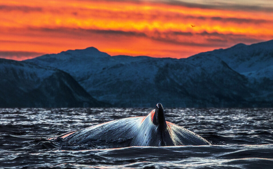Humpback whales' diet consists mainly of krill, but they will also eat small fish, such as herring.