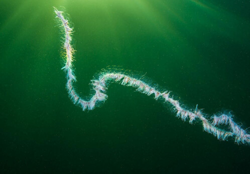 Researchers have received over 100 observations of the dangerous string jellyfish in Norway
