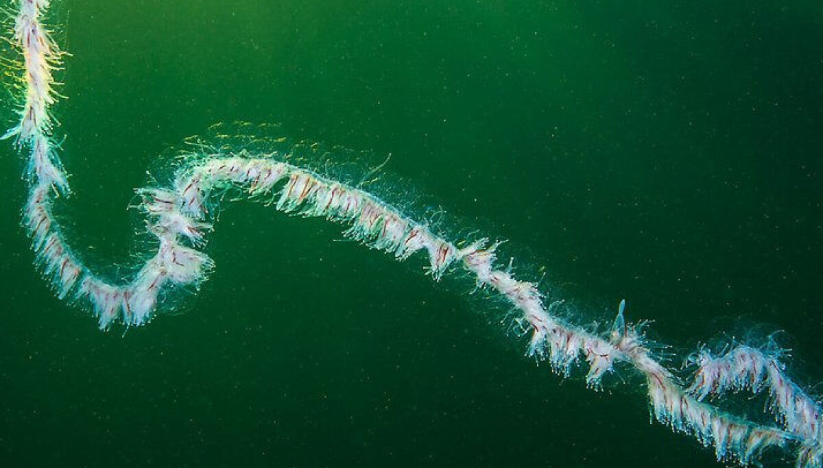 String Fish Real Life Researchers have received over 100 observations of the dangerous string ...