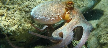 What makes an octopus so intelligent?