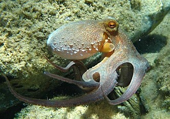 What makes an octopus so intelligent?