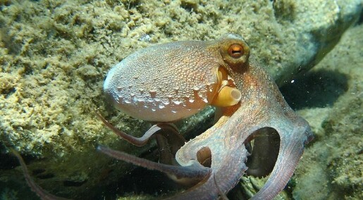 Hvorfor er blekkspruten så intelligent?