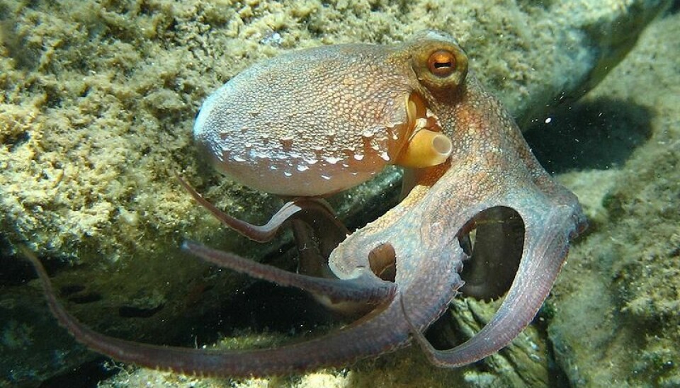 Forskere vet nå mer om hva som gjør blekkspruten så intelligent. Bildet viser vanlig blekksprut, Octopus vulgaris.