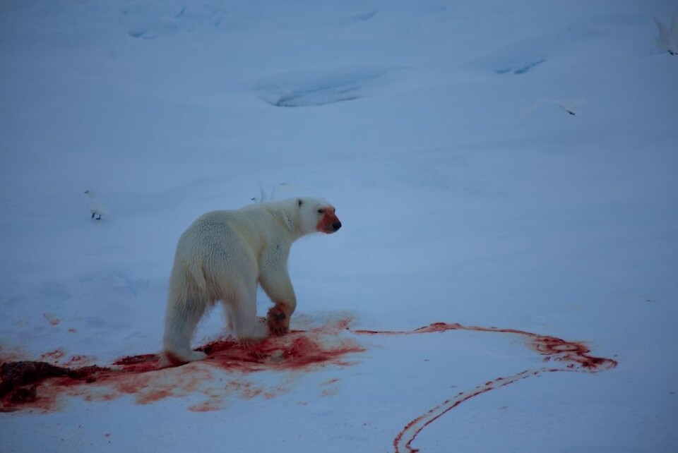 Det ble flere isbjørner å se på ekspedisjonen. Her er én av dem, samt restene av en litt uheldig sel. Foto: (Foto: Sindre Skrede)