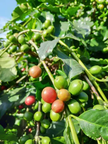 Et kaffetre med frukt. Landene som dyrker og selger mest kaffe, er Brasil, Colombia, Indonesia, Vietnam og Etiopia. Et kaffetre med frukt. Landene som dyrker og selger mest kaffe, er Brasil, Colombia, Indonesia, Vietnam og Etiopia.