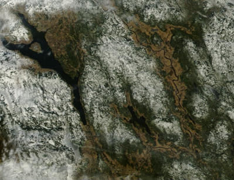 Omsider litt skyfritt vær på Østlandet. Her er området sør og øst for Mjøsa observert 12. mars. (Foto: (NASA Terra MODIS))