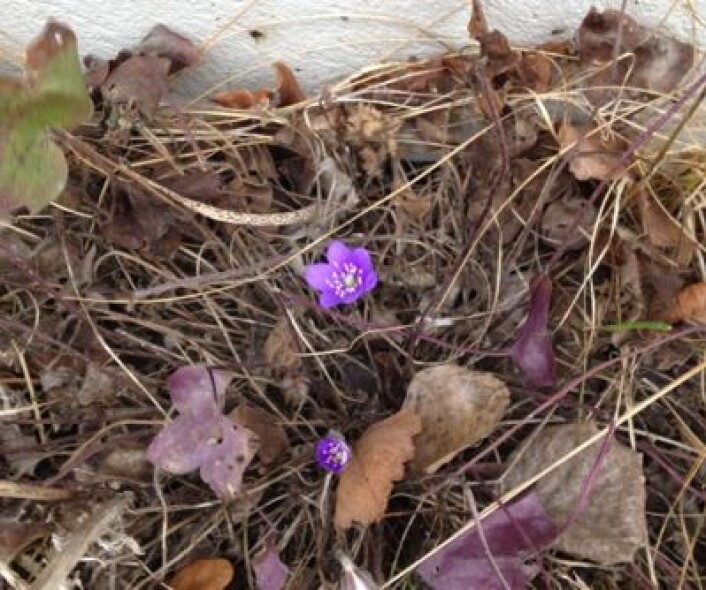 Nerdrum, 13. mars 2014. (Foto: T. Wahl) Nerdrum, 13. mars 2014. (Foto: T. Wahl)