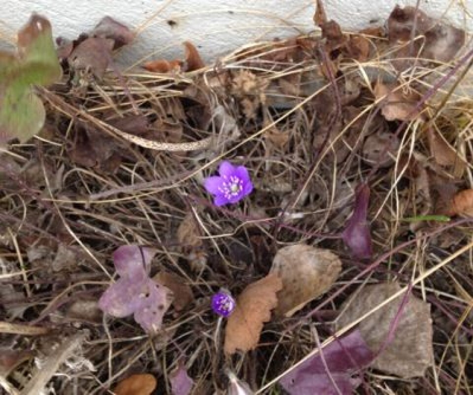 Nerdrum, 13. mars 2014. (Foto: T. Wahl)