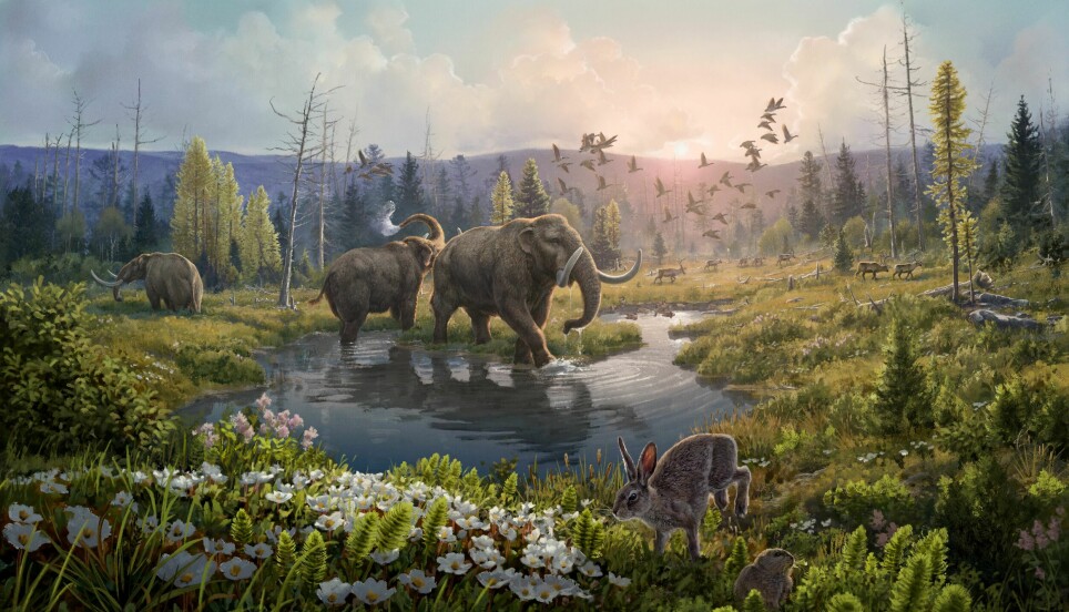 Illustrasjonen viser hvordan det kan ha sett ut på Grønland for to millioner år siden. I bildet ser vi mastodonter og planter som forskerne fant DNA fra. Blant annet gran, lerk, furu, musøre, reinrose og sneller.