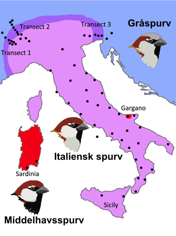 Mine kollegaer Glenn-Peter Sætre og Stein Are Sæther jobber med å forstå den tidlige artsdannelsesprosessen (GP Sætre & SA Sæther, 2010, Ecology and genetics of speciation in Ficedula flycatchers. Molecular Ecology 19:1091-1106). De bruker blant annet spurv som studiesystem – helt tilsvarende hvordan det legendariske ekteparet Grant bruker Darwins finker på Galápagos for å forstå artsdannelse. Jeg kommer tilbake til resultatene fra denne meget aktive forskningsgruppen – en gruppe som bidrar med resultater helt i forskningsfronten. Mine kollegaer Glenn-Peter Sætre og Stein Are Sæther jobber med å forstå den tidlige artsdannelsesprosessen (GP Sætre & SA Sæther, 2010, Ecology and genetics of speciation in Ficedula flycatchers. Molecular Ecology 19:1091-1106). De bruker blant annet spurv som studiesystem – helt tilsvarende hvordan det legendariske ekteparet Grant bruker Darwins finker på Galápagos for å forstå artsdannelse. Jeg kommer tilbake til resultatene fra denne meget aktive forskningsgruppen – en gruppe som bidrar med resultater helt i forskningsfronten.