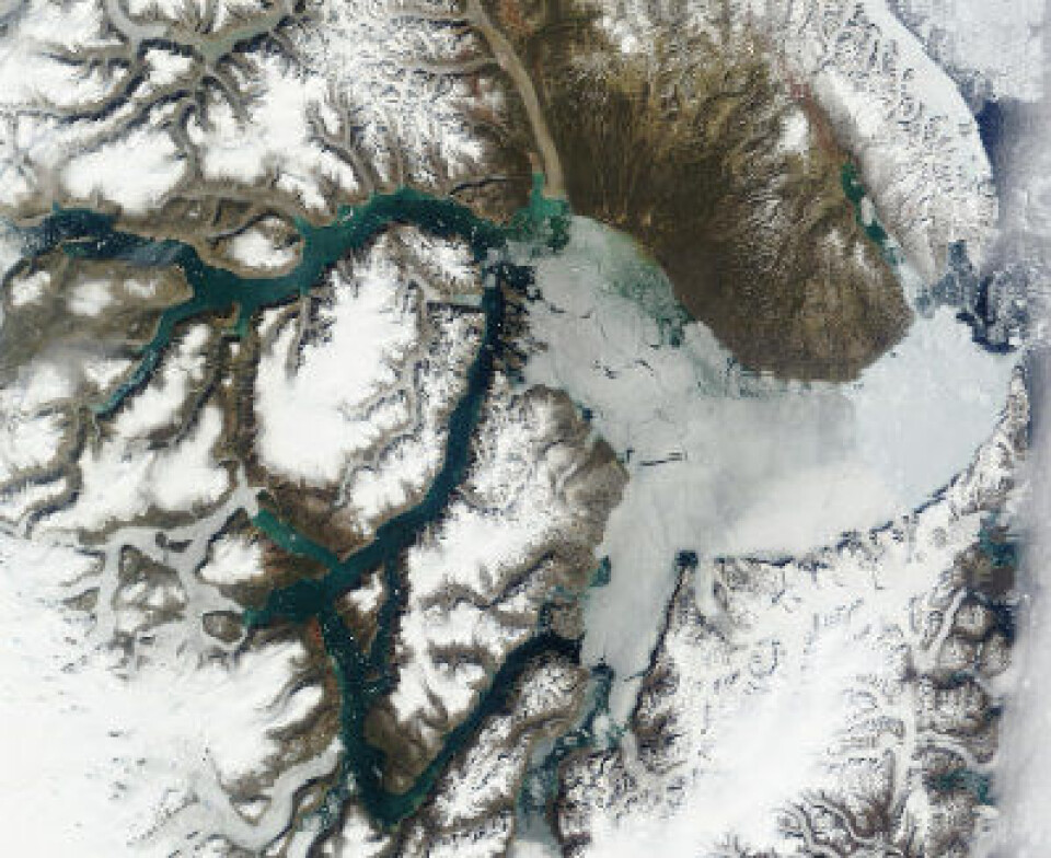 Det er temmelig lite sjøis for årstiden både i Arktis og Antarktis nå. Men i Scoresby Sund på Grønland ligger det fortsatt noe is. (NASA MODIS 11. juli) (Foto: NASA MODIS Rapid Response Team)