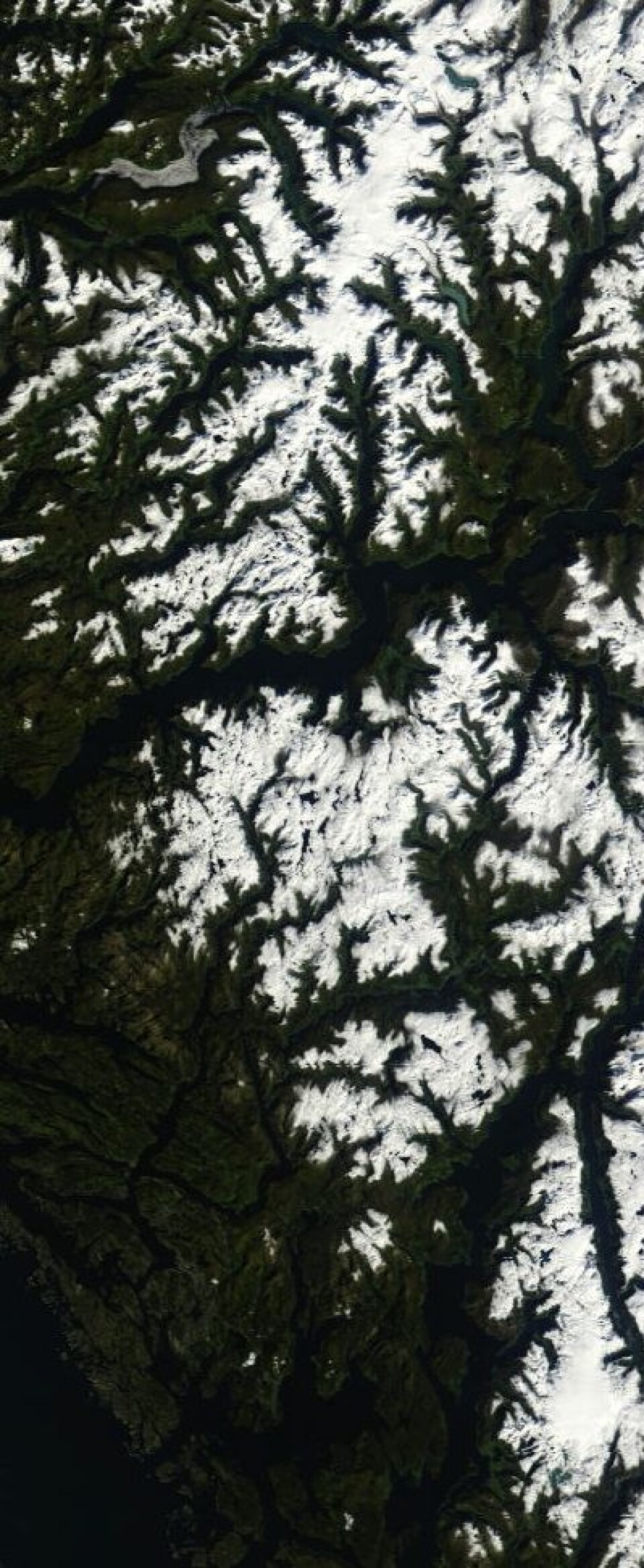 Kalenderen viser 22. september, og mye snø har allerede lagt seg i fjellet på Vestlandet i følge dette satellittbildet. (Foto: (NASA Terra MODIS).)