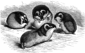 (Tegning: Public domain) (Tegning: Public domain)