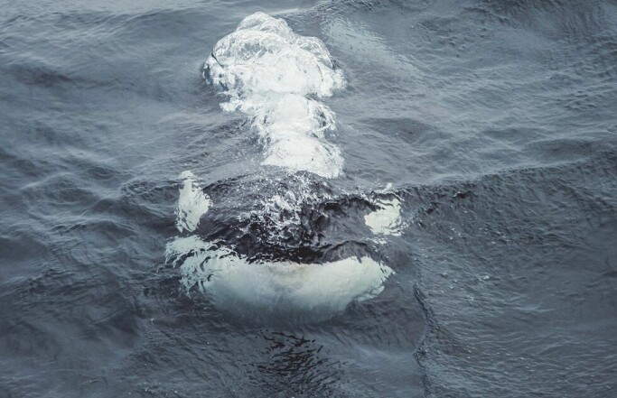 18 storhvaler fanges i norske sildenøter hvert år, men de fleste overlever