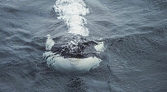 18 storhvaler fanges i norske sildenøter hvert år, men de fleste overlever