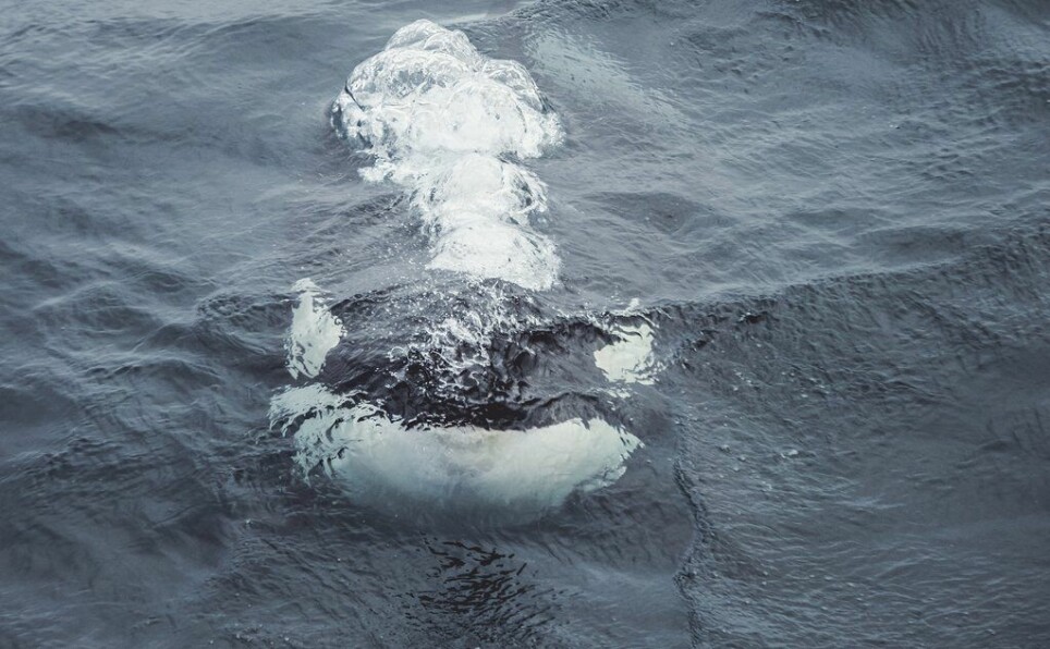 Spekkhoggere er en av hvalartene som fanges i norske sildenøter.