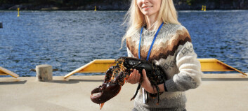Lobsters in reserves grow faster