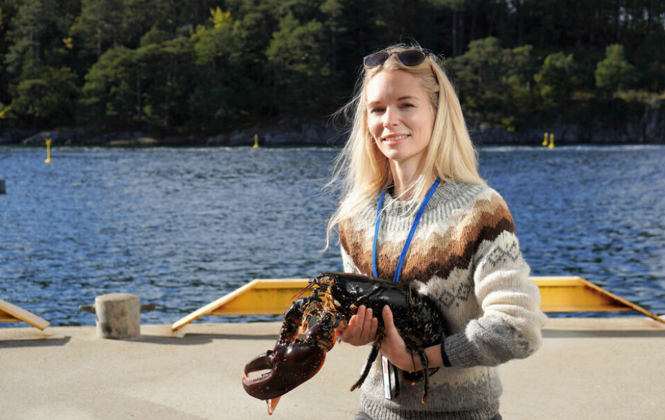 Researcher Tonje Knutsen Sørdalen studied lobsters in three areas and came to the same conclusion – marine reserves especially help female lobsters to grow faster.