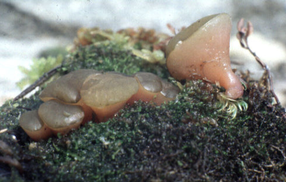 Selv om denne soppen ser syntetisk ut så vokser den i norsk natur og er mye eldre enn genteknologien. Den heter Ascocoryne turficola på latin, og sumpfiolbeger på norsk. Foto (copyright): Arne Holst-Jensen. Selv om denne soppen ser syntetisk ut så vokser den i norsk natur og er mye eldre enn genteknologien. Den heter Ascocoryne turficola på latin, og sumpfiolbeger på norsk. Foto (copyright): Arne Holst-Jensen.