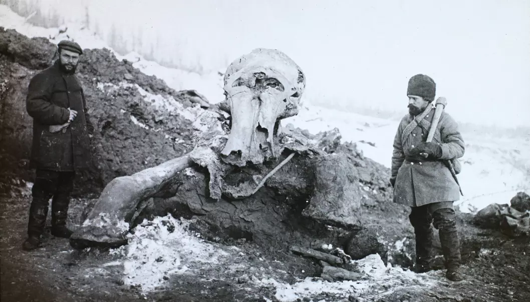Berezovka-mammuten, funnet i Russland. Bildet er tatt fra en ekspedisjon fra 1901. Da visste man at de store knoklene kom fra en mammut. Tidligere var slike skjeletter et mysterium.