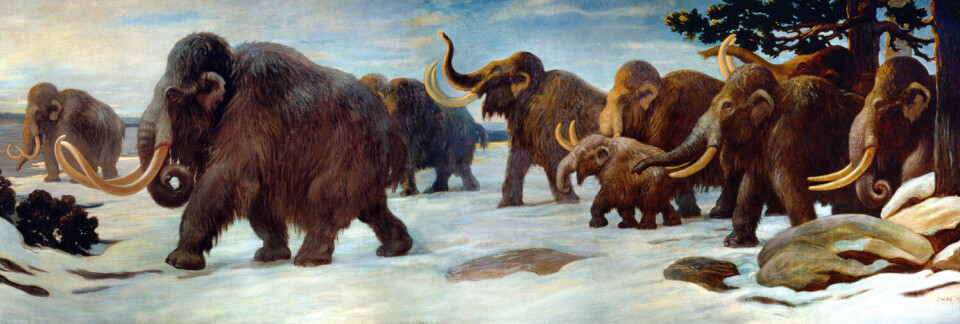 Et murmaleri av mammuter laget av paleo-kunstneren Charles R. Knight i 1916.