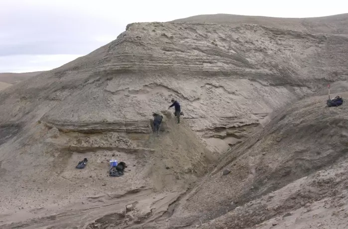 Eske Willerslev og Kurt H. Kjær blottlegger lag fra kystnære sedimenter i forbindelse med prøvetakning på Kap København i Grønland.