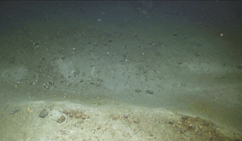 Here is an example of trawl marks.