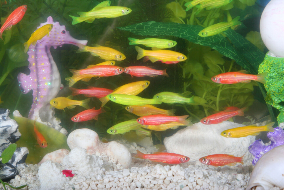 Genmodifiserte sebrafisk. Disse akvariefiskene er selvlysende og fargerike, og selges i flere land, bl.a. USA. De er ikke godkjent i Norge eller EU. Foto/kilde: www.glofish.com.
