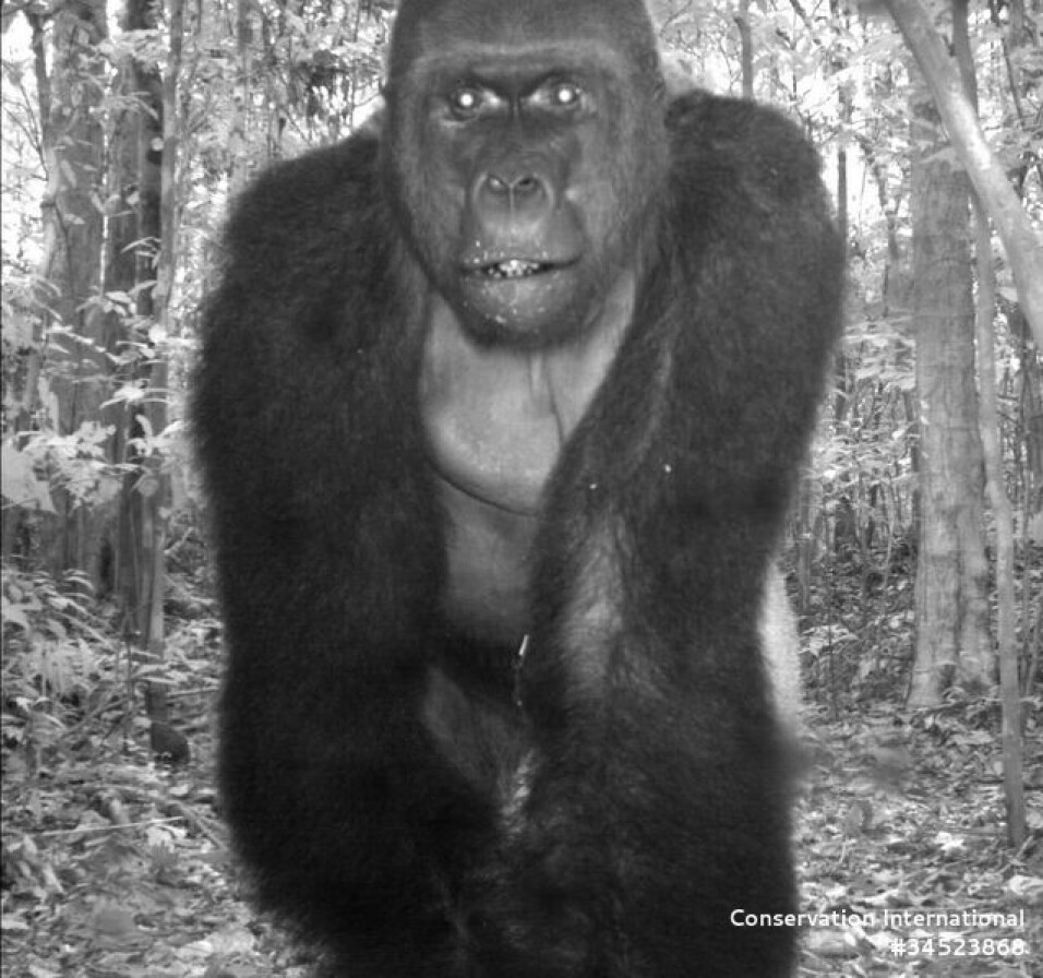 Here is a gorilla, captured by a wildlife camera.