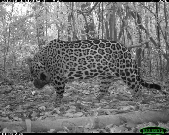 This is an image of a jaguar captured by a wildlife camera.