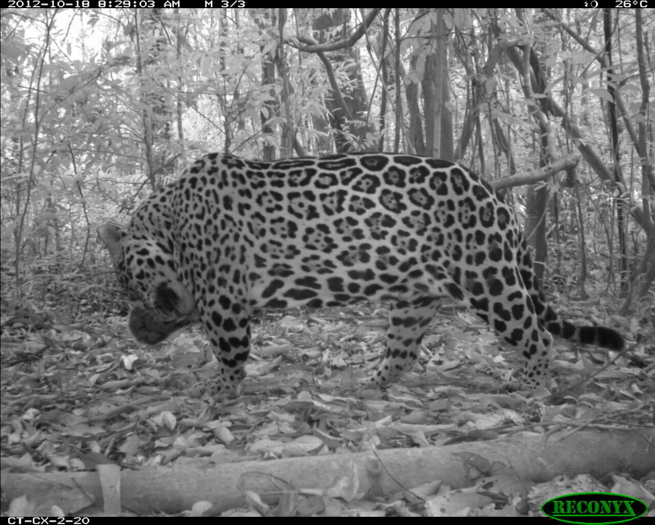 This is an image of a jaguar captured by a wildlife camera.