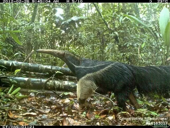 A giant anteater was captured by one of the wildlife cameras.
