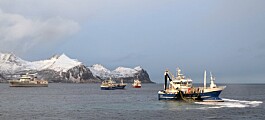 Sild og torsk i Nordsjøen vil tape på varmare klima