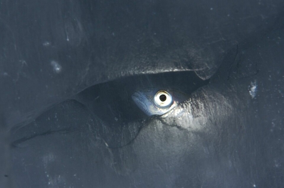 Polartorsk (Boreogadus saida) er ein liten, pelagisk fisk i torskefamilien.