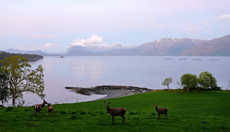Hjorten finn mat og vinterplass ved lune norske fjordar, her ved Svanøy i Kinn kommune. Men kvifor er det så få hjort ved Oslofjorden. Kanskje fordi det er så mykje folk?