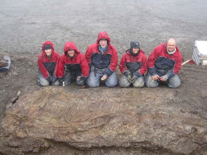 I 2009 fant vi den mest komplette fiskeøglen fra Svalbard som har fått navnet Cryopterygius kristiansenae. Jeg er nummer to fra høyre. (Foto: Patrick Druckenmiller) I 2009 fant vi den mest komplette fiskeøglen fra Svalbard som har fått navnet Cryopterygius kristiansenae. Jeg er nummer to fra høyre. (Foto: Patrick Druckenmiller)
