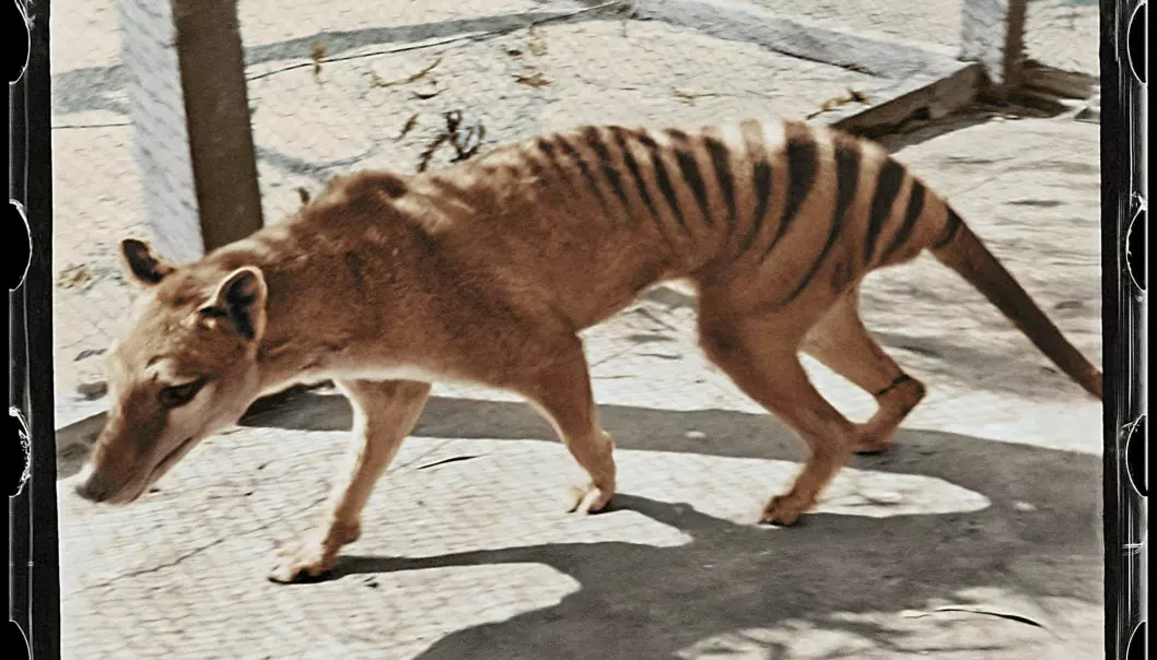 Et kolorisert bilde av den siste kjente pungulven. Bildet ble tatt i 1933.