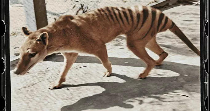 Utryddet dyr funnet i et skap på museum i Australia