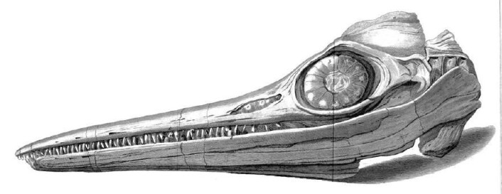 Hodeskalle av fiskeøgle funnet av Mary Anning og broren Joseph. (Foto: Ill.: Wikimedia Commons) Hodeskalle av fiskeøgle funnet av Mary Anning og broren Joseph. (Foto: Ill.: Wikimedia Commons)