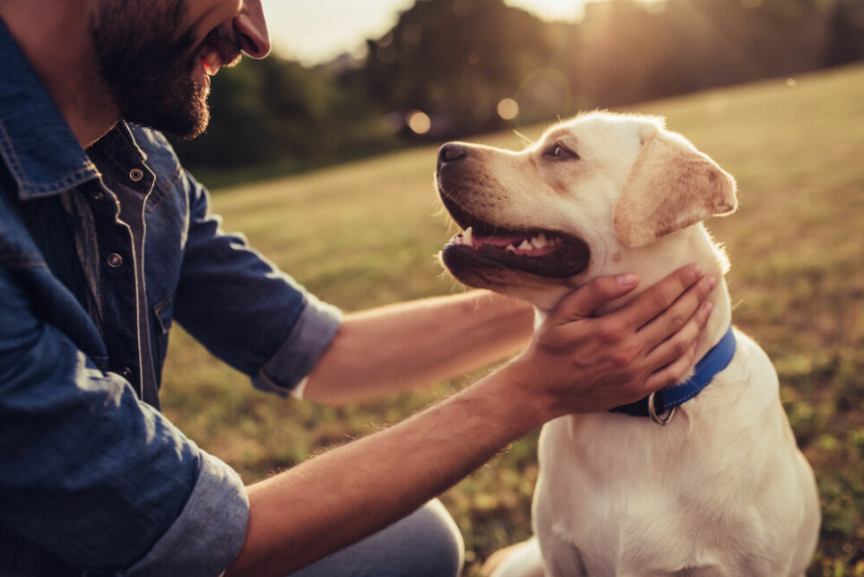 Forskerne har vist at klikk-kjemi kan brukes til å finne beinkreft-svulster i relativt store hunder.