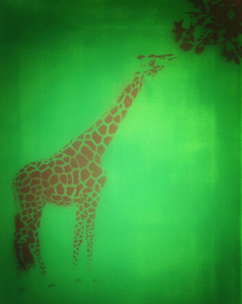 Lamarck trodde giraffen fikk lang hals fordi foreldrene strakk seg etter maten. (Foto: Gunnar A. Myhrer) Lamarck trodde giraffen fikk lang hals fordi foreldrene strakk seg etter maten. (Foto: Gunnar A. Myhrer)