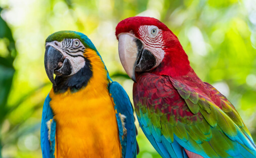 Hvor mange ord kan egentlig papegøyer lære seg?