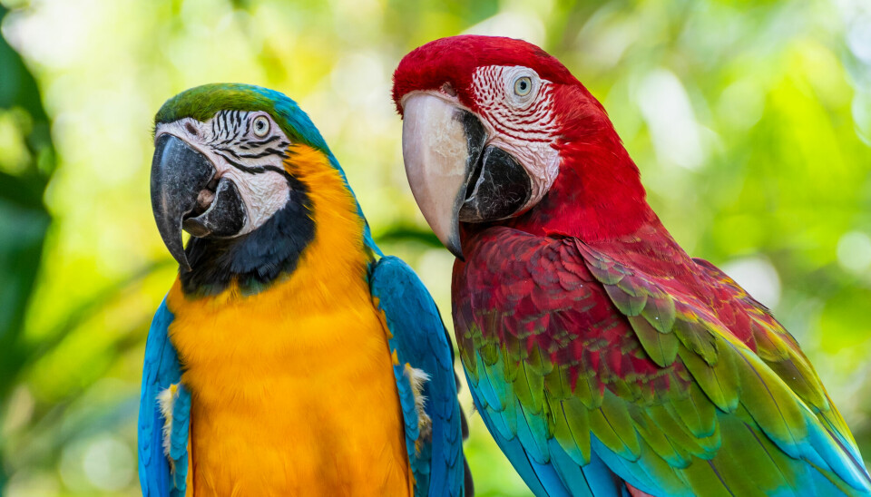 Papegøyer er sosiale fugler. De bruker lyder for å holde kontakt med hverandre, ikke bare for å lokke til seg kjærester eller skremme fiender.